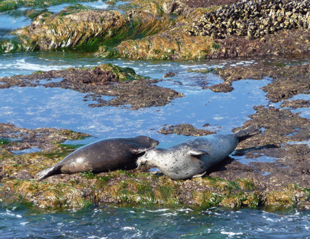 Harbor Seals La Jolla CA