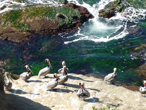 Pelicans and surf La Jolla CA