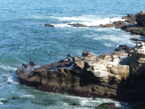 Sea Lions near The Cove La Jolla CA