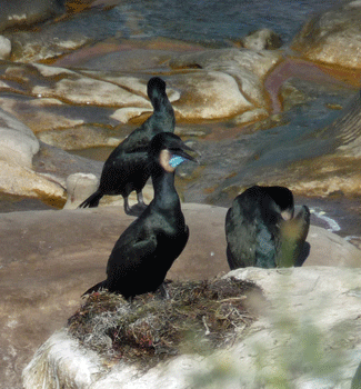 Brandt’s Cormorants