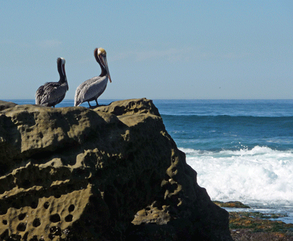 Pelicans La Jolla CA