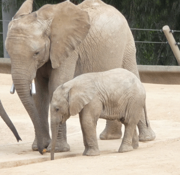 Elephant calf and mom San Diego Safari Park