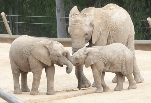 Elephant calves San Diego Safari Park