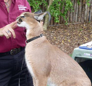 Caracal at San Diego Safari Park