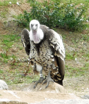 Western Ruppell’s Vulture San Diego Safari Park
