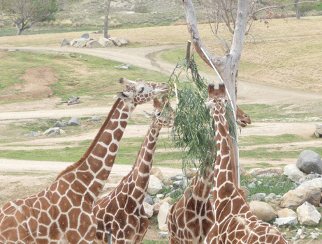 Giraffes San Diego Safari Park