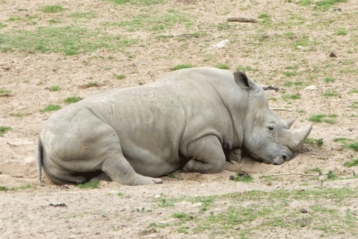 White rhino San Diego Safari Park