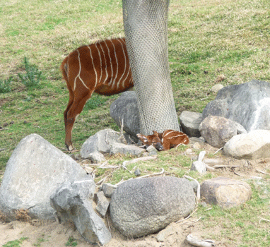 Bongo antelope and fawn San Diego Safari Park