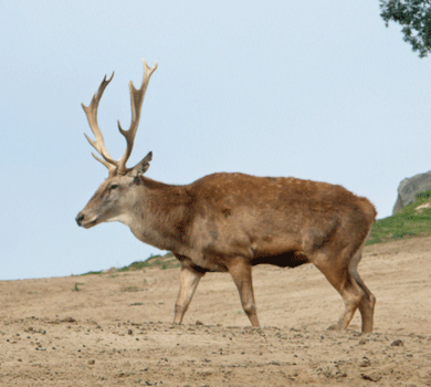 Exotic stag San Diego Safari Park