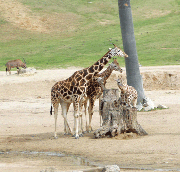 Giraffes and youngsters San Diego Safari Park