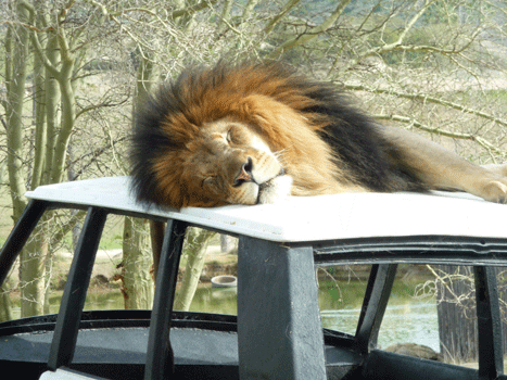 Lion asleep on a Jeep San Diego Safari Park