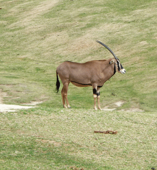 Kilimanjaro Oryx San Diego Safari Park