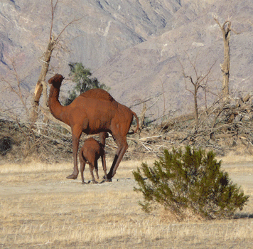Camelops Sculpture Borrego Springs, CA