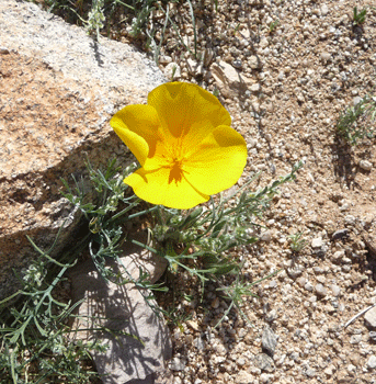Desert Poppy White Tank Mountain Regional Park