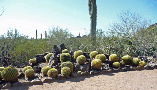 Barrel Cactus Desert Botanical Garden Phoenix