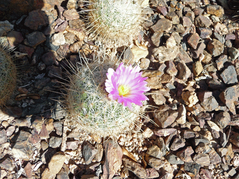 Cactus bloom Desert Botanical Garden Phoenix