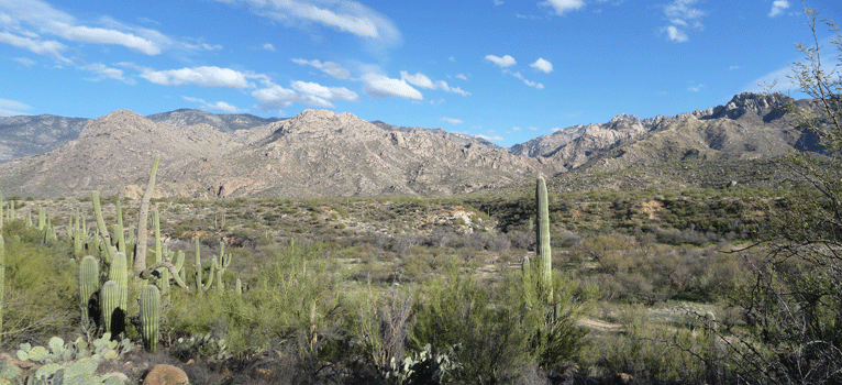 View Nature Trail Catalina State Park AZ