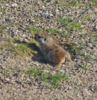Native round-tailed ground squirrel Catalina State Park AZ