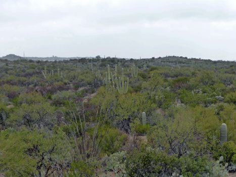 Cactus Loop Drive Saguaro National Park