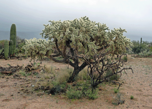 Huge Teddy Bear Cholla at Saguaro National Park East