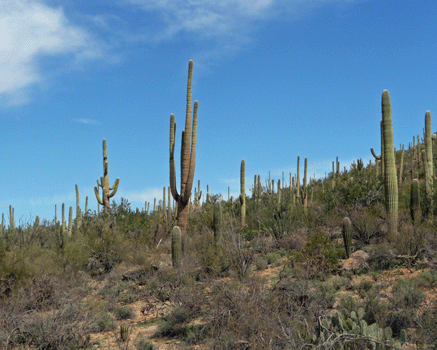 Bajada Loop Saguaro National Park