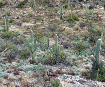 Cactus Loop Drive Saguaro National Park