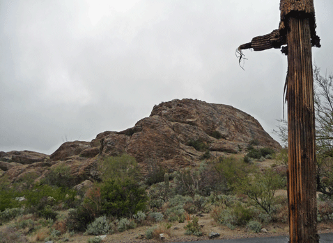 Javelina Rock with another saguaro skeleton.