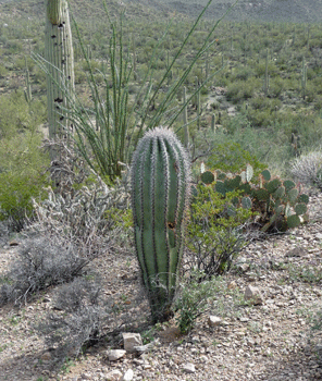 Juvenile Saguaro