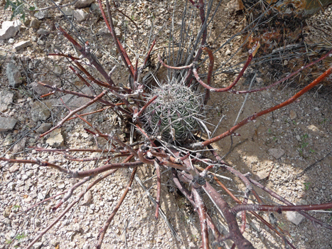 Baby Saguaro