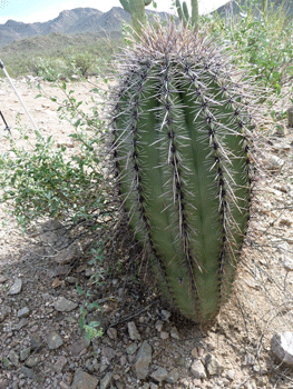 Juvenile Saguaro