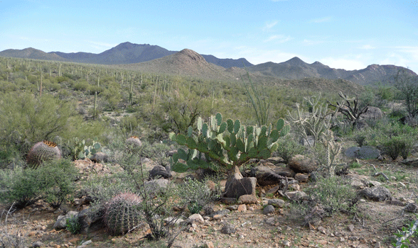 Cactus on Signal Hill Saguaro National Park