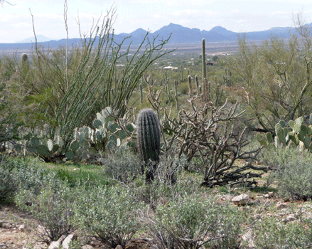 Cactus Saguaro National Park