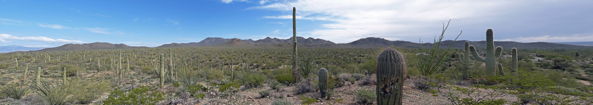 Eastward view Signal ill Saguaro National Park