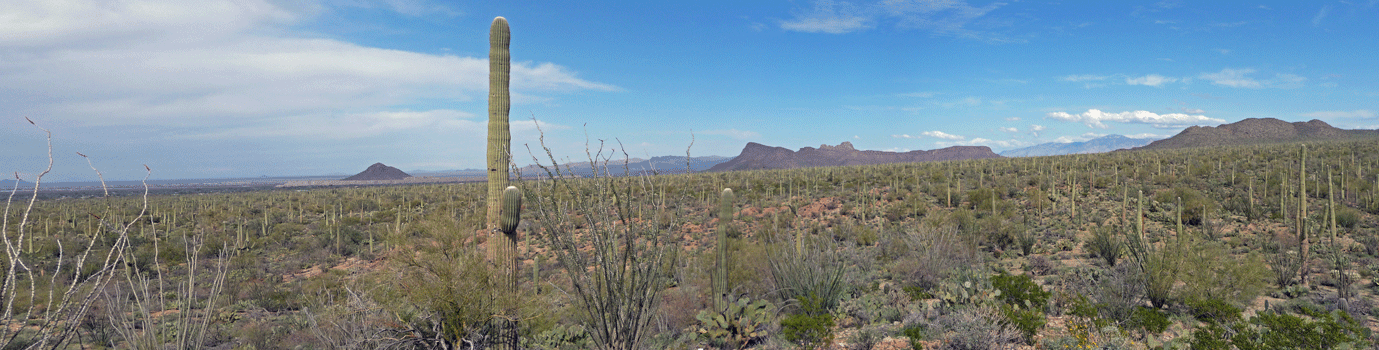 Northern view Signal Hill Saguaro National Park