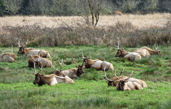 Elk along Umpqua River outside of Reedsport OR