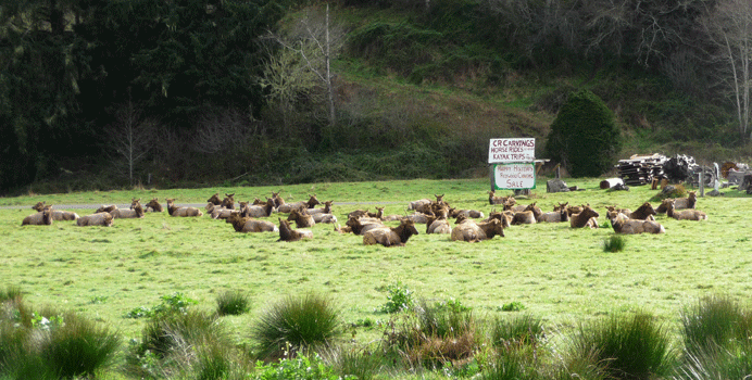 Elk in Orik CA