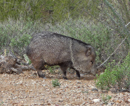 Javelina Desert Museum Tucson