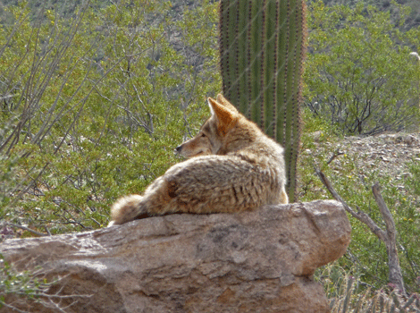 Coyote Desert Museum Tucson