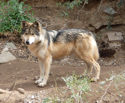 Mexican Wolf Desert Museum Tucson