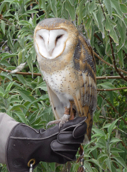 Barn Owl Desert Museum Tucson