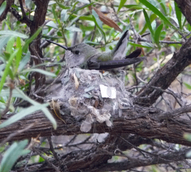 Humming bird on nest Desert Museum Tucson