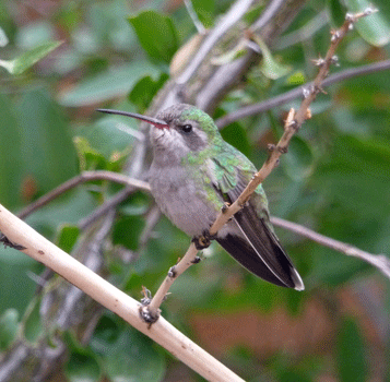 Humming Bird Desert Museum Tucson