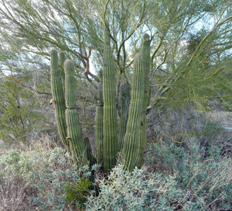 Organ Pipe Cactus and Palo Verde Tree