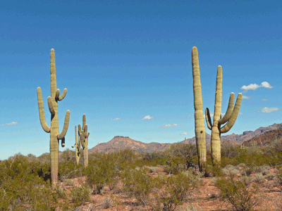 Saguaros on Ajo Mt drive Organ Pipe Cactus National Monument