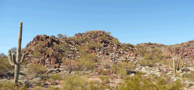 Brittlebrush on hillside Organ Pipe Cactus National Monument