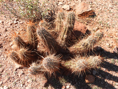 hedgehog cactus Organ Pipe Cactus National Monument