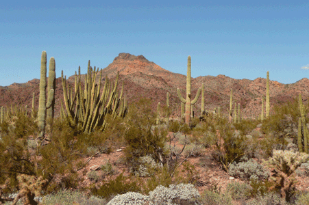 Saguaros, Organ Pipe Cactus