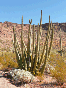 Big Organ Pipe Cactus