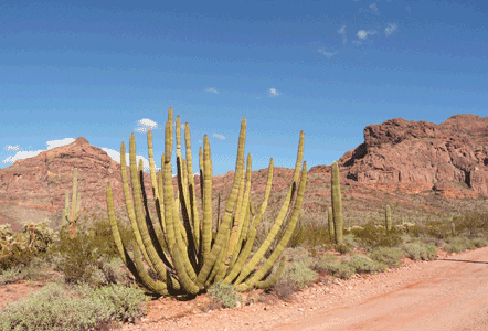 Large Organ Pipe Cactus