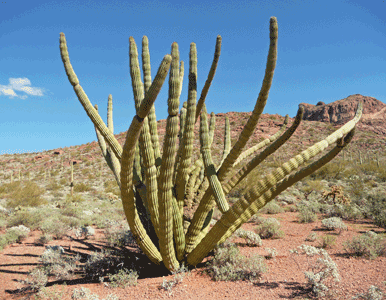 Organ Pipe Cactus with crest